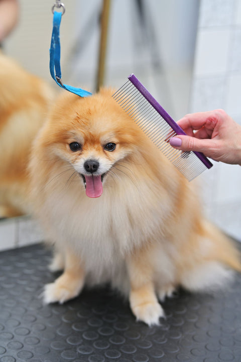 DOG GROOMING