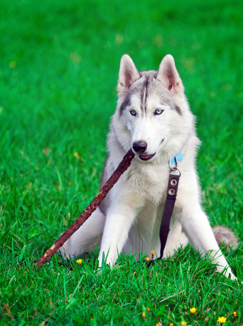 DOG LEASHES
