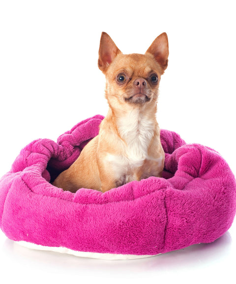 DOG BEDS