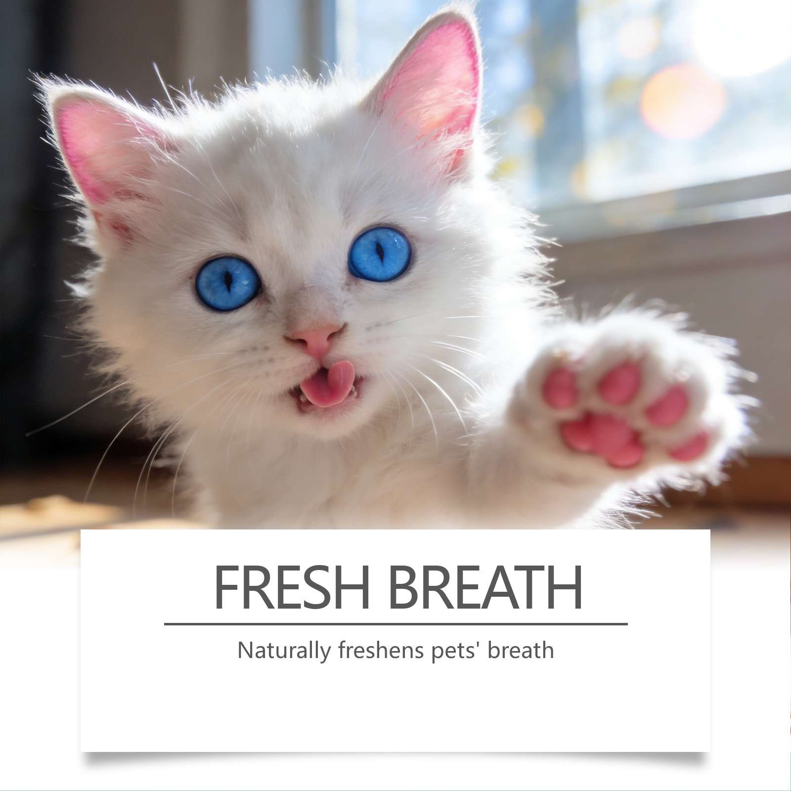 White fluffy cat with bright blue eyes sticking out its tongue, paw raised, in a bright indoor setting.