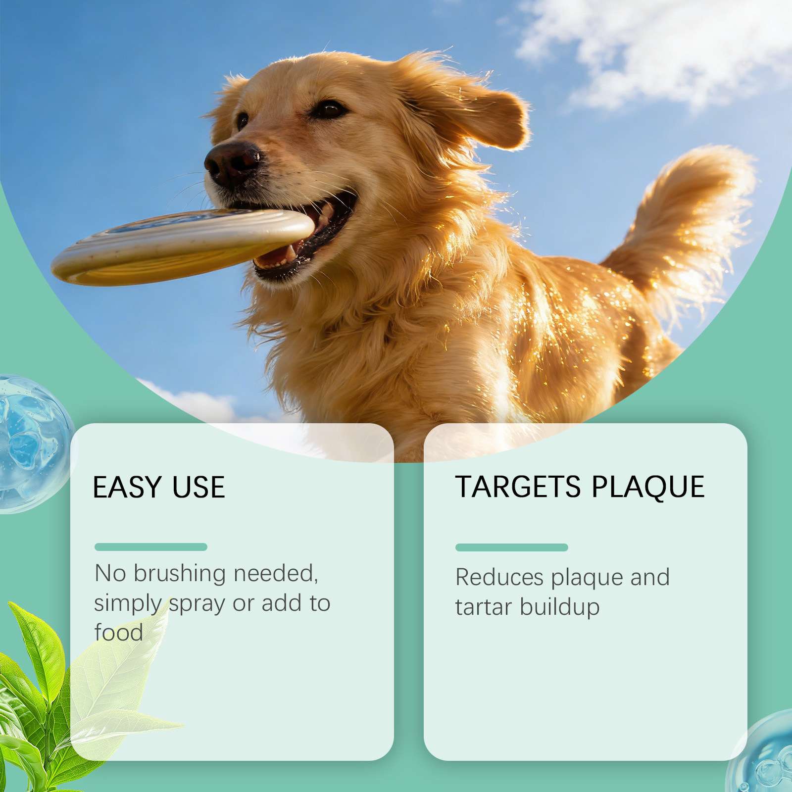 Golden retriever playing with a frisbee, surrounded by green leaves and text boxes about dental care.