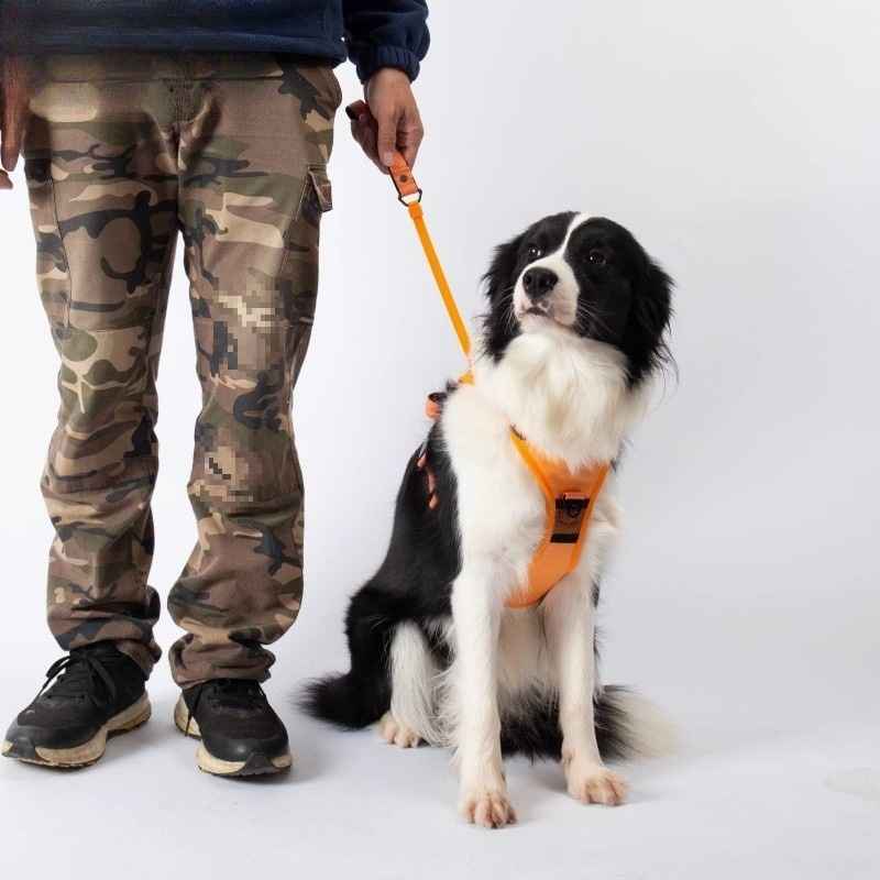 Adjustable Dog Harness And Leash Set For Medium Dogs - Dog Gear - TinPaw