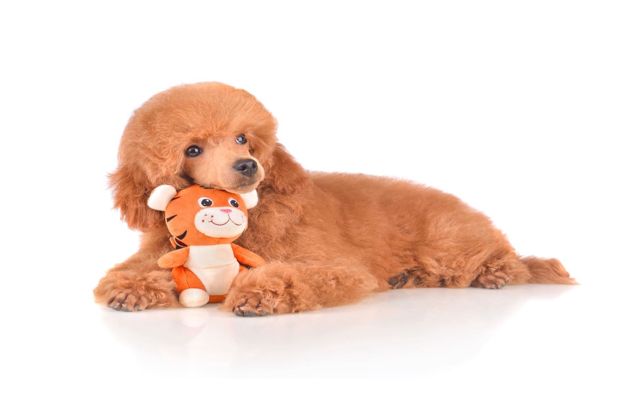Toys They'll Obsess Over