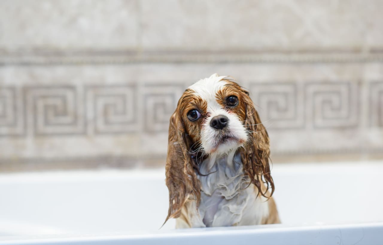 Bath Time, Done Right