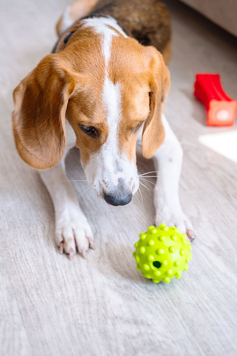 DOG TOYS
